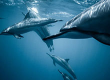 开云首页入口-卡米然分享旅行美食日常:衣食住行样样行!离开之前饱餐一顿